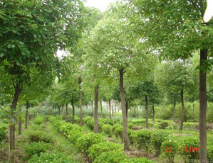 全國消防救援隊伍裝備標(biāo)準化建設(shè)